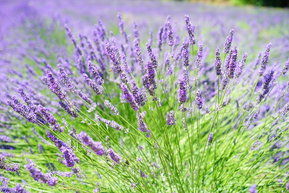 Stunning close-up of blooming lavender in a sunlit rural field, capturing its aromatic beauty.